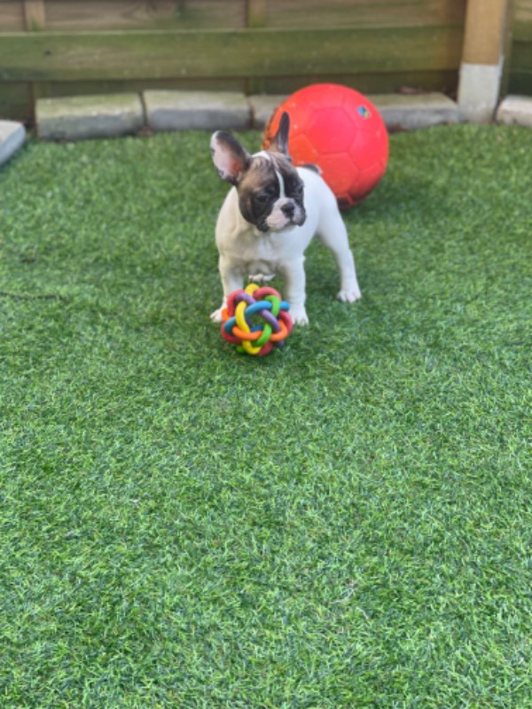 Los Dinegro's kennel