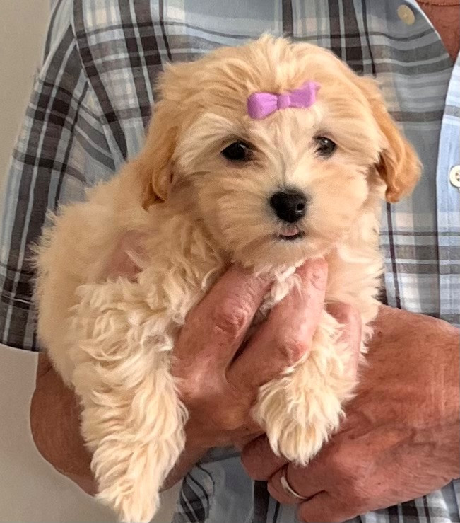 Havanese