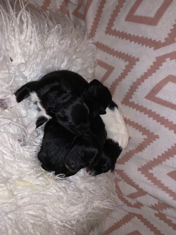 bordercollie och mellanpudel