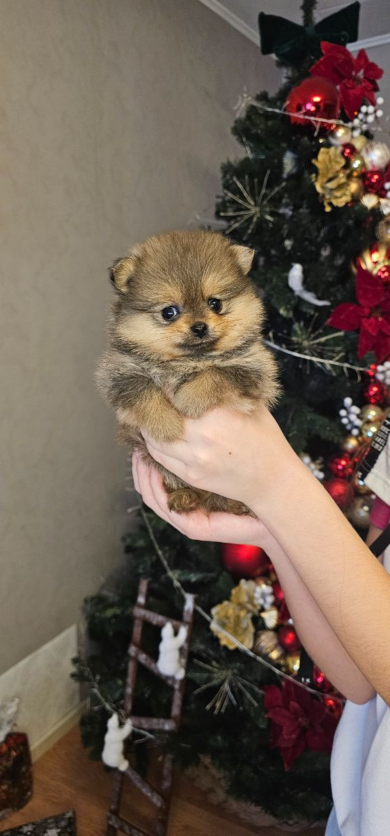 Pomeranian · 2025-11-21 · Enköping · Pomsik Rakaaig