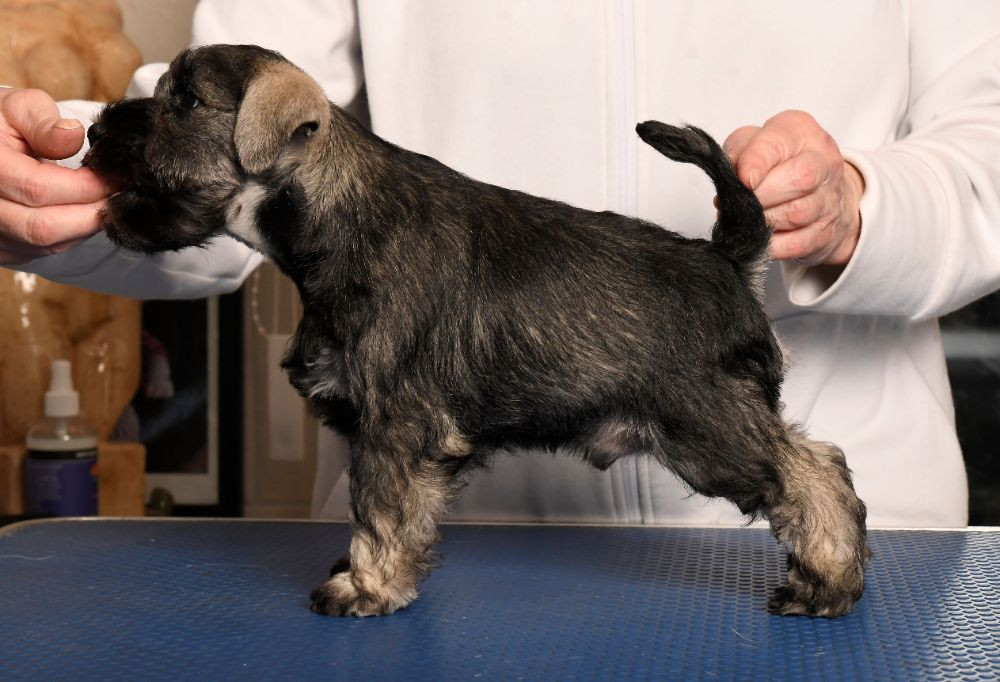 Schnauzerzone