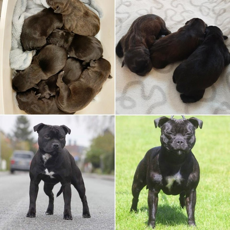 Staffordshire Bull Terrier