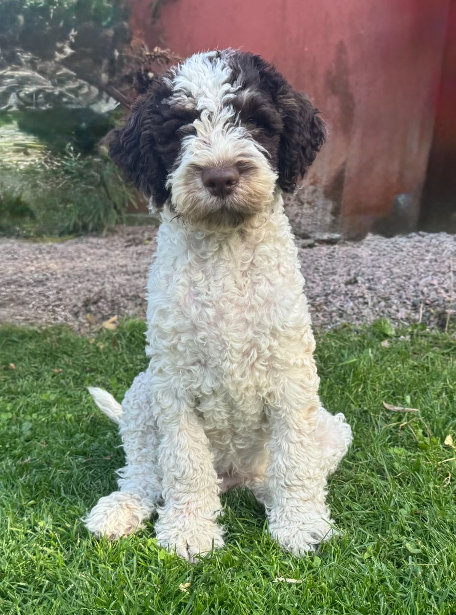 Spanish Water Dog (Perro de Agua Espanol)
