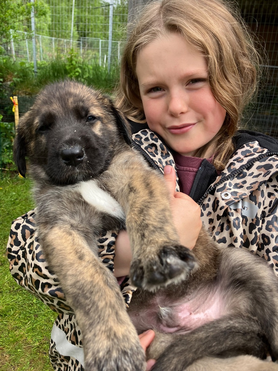 Leonberger/ irländsk varghund