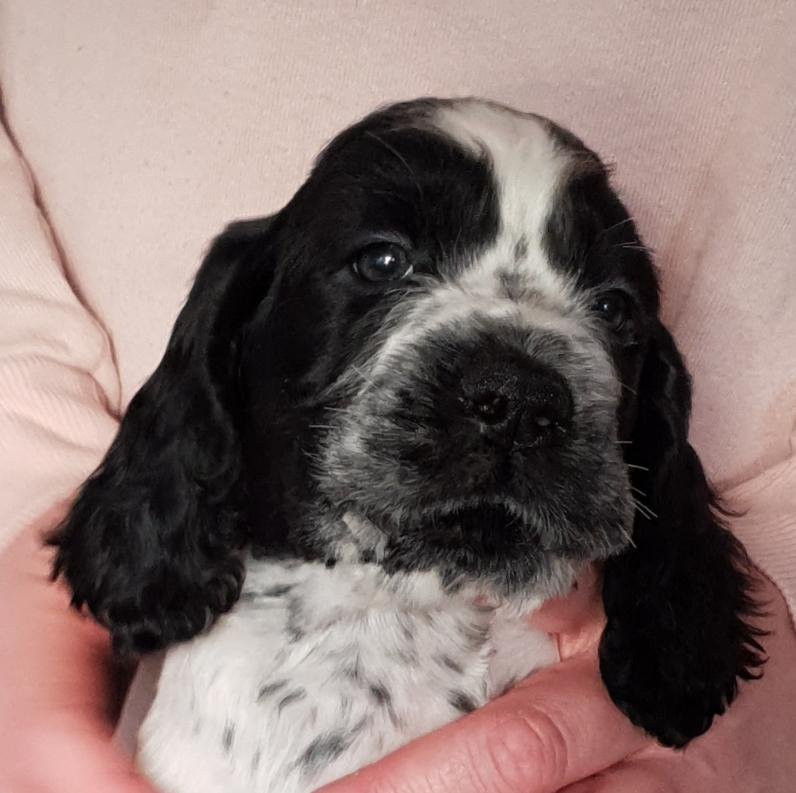 English Springer Spaniel