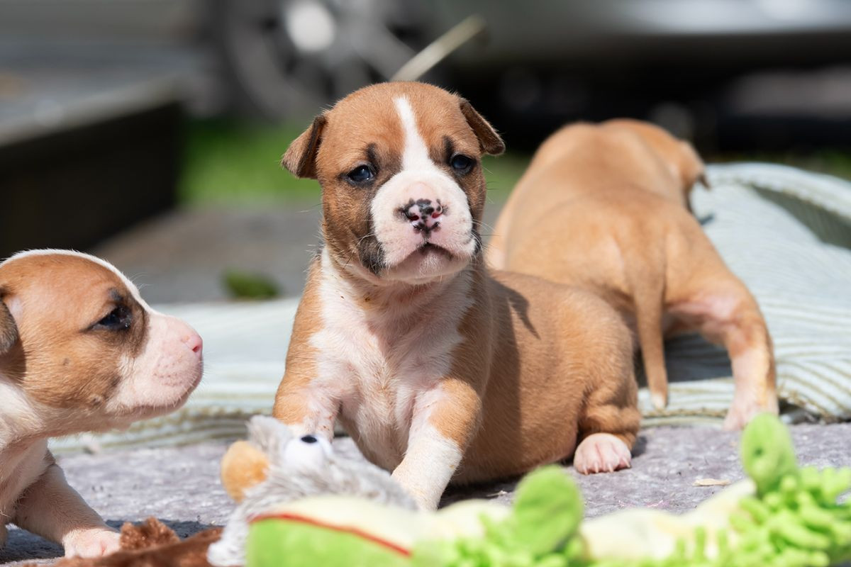 American Staffordshire Terrier