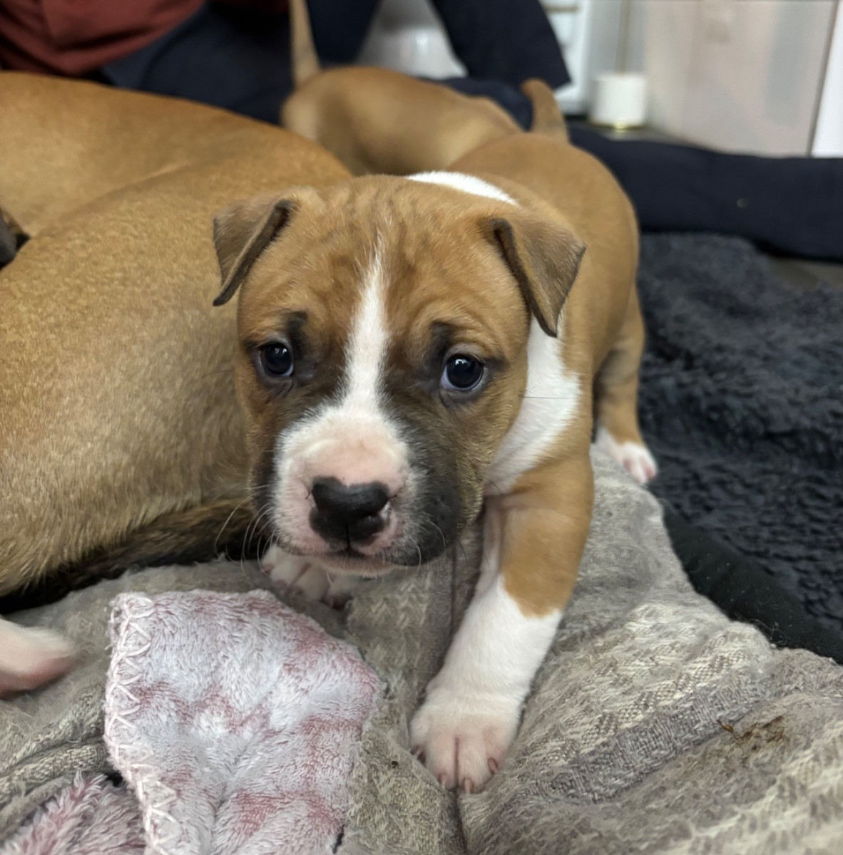 Amstaff valpar