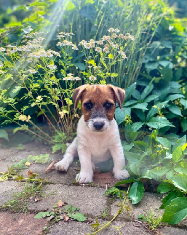 Jack Russell terrier