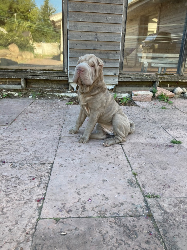 Shar Pei
