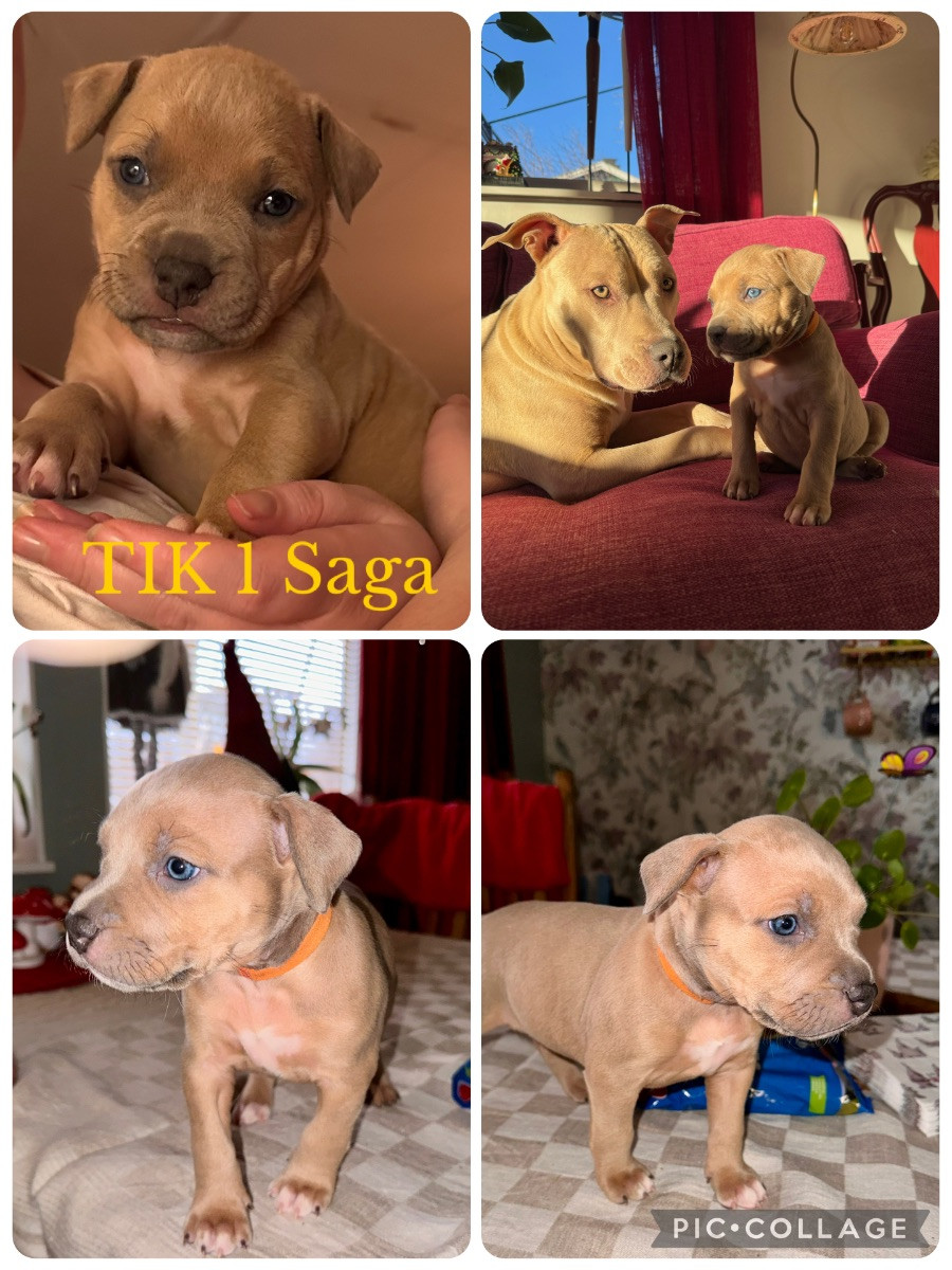 Amstaff BullyXL · 2025-11-27 · Stallarholmen · Anna E.