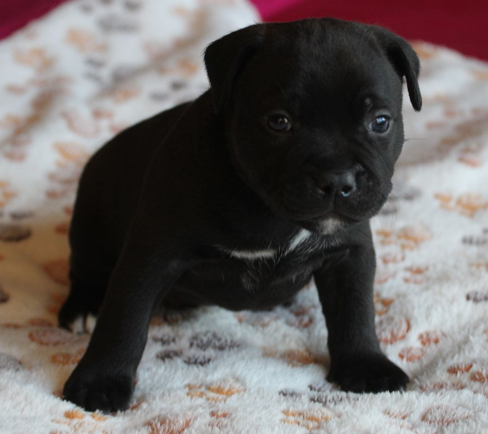 Staffordshire Bull Terrier