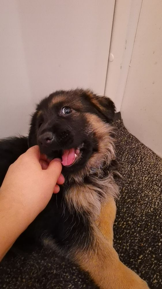 German Shepherd Dog