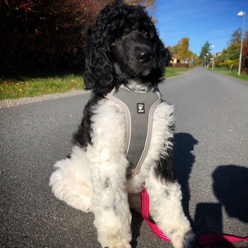 Standard Poodle