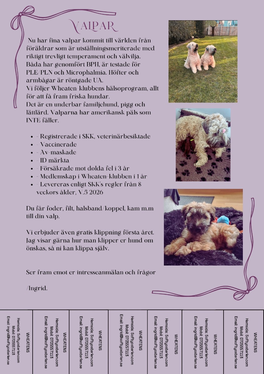 Irish Soft Coated Wheaten Terrier