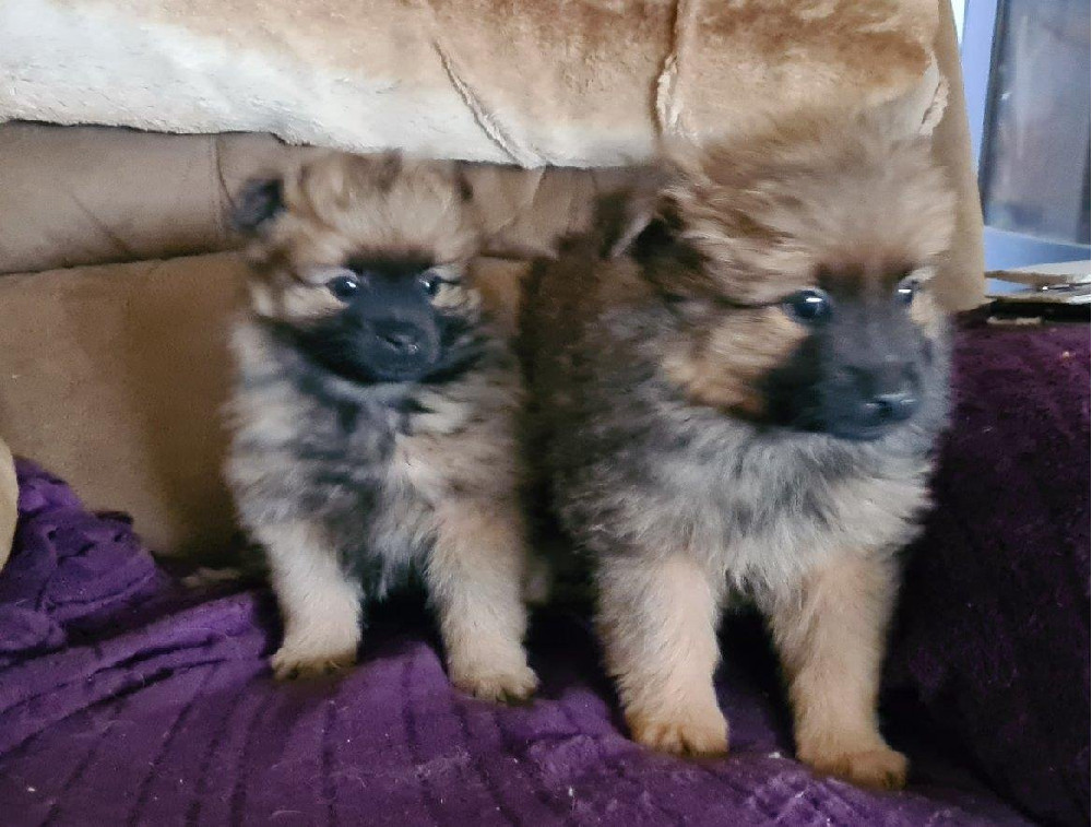 German Spitz – Mittelspitz