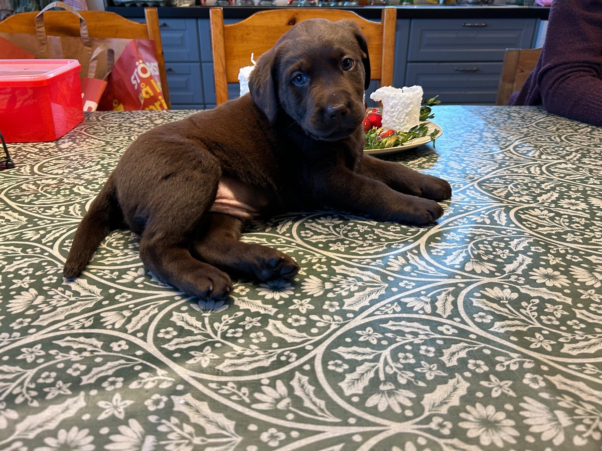 Labrador Retriever · 2025-11-06 · Tostared · Jämtesjöns