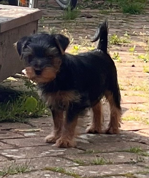Yorkshire Terrier