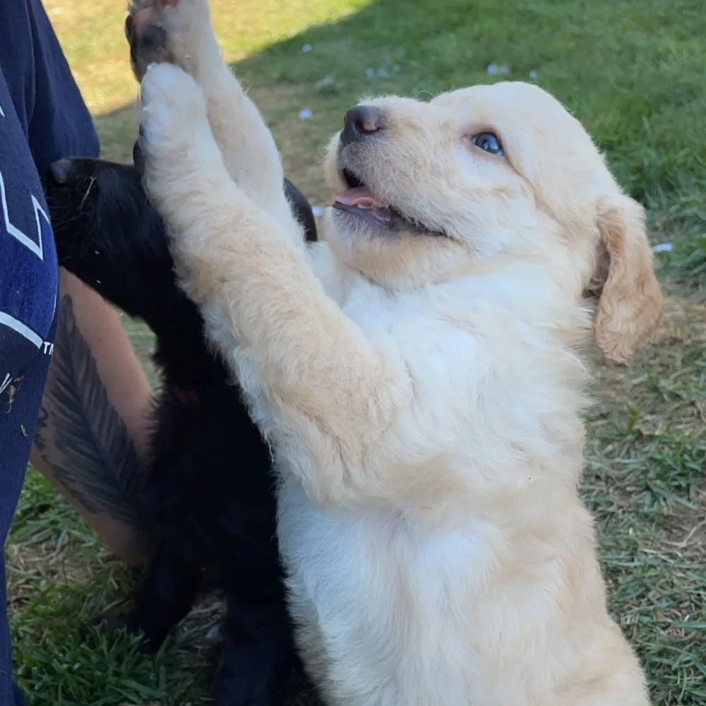 Lyckornaslabradoodle