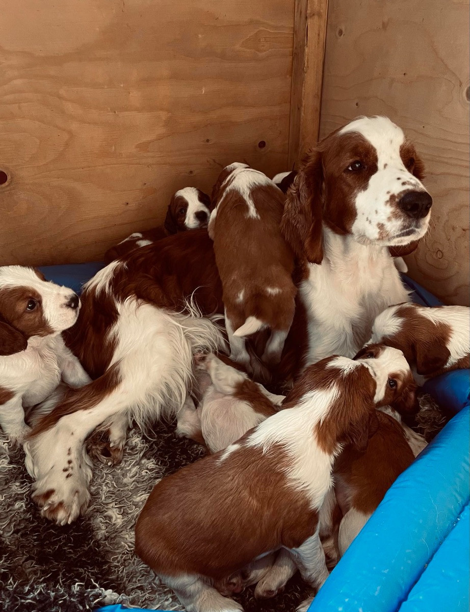 Welsh Springer Spaniel