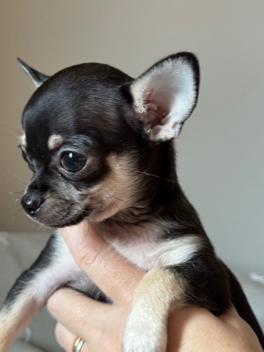 Chihuahua
