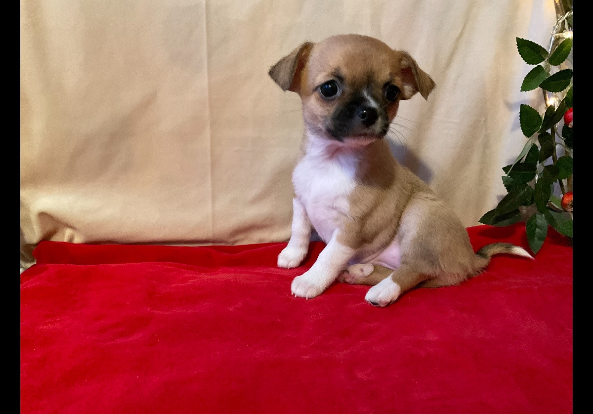 Chihuahua/Papillon · 2025-11-03 · Sandöverken · Carina B.