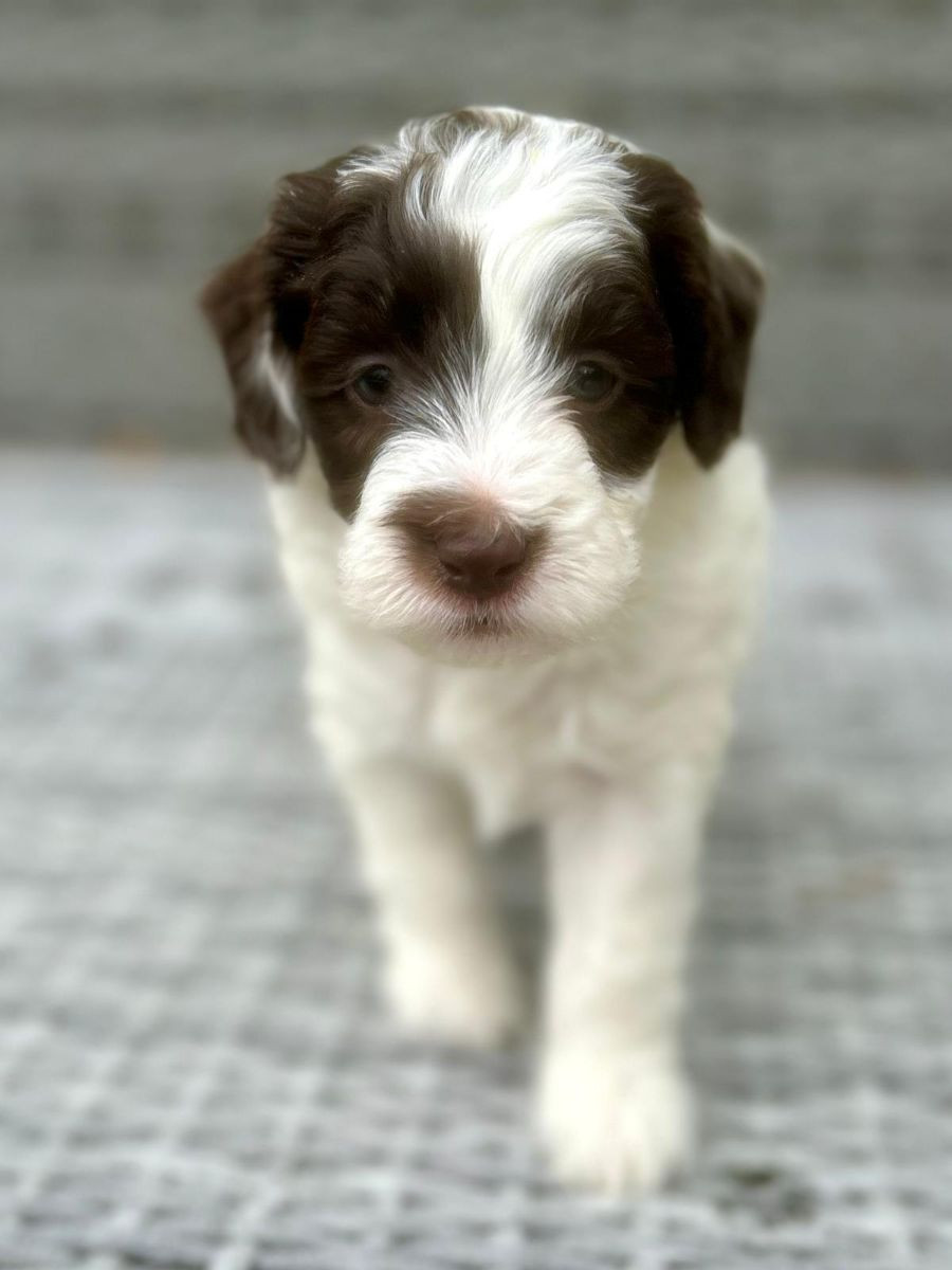 Lyckornaslabradoodle