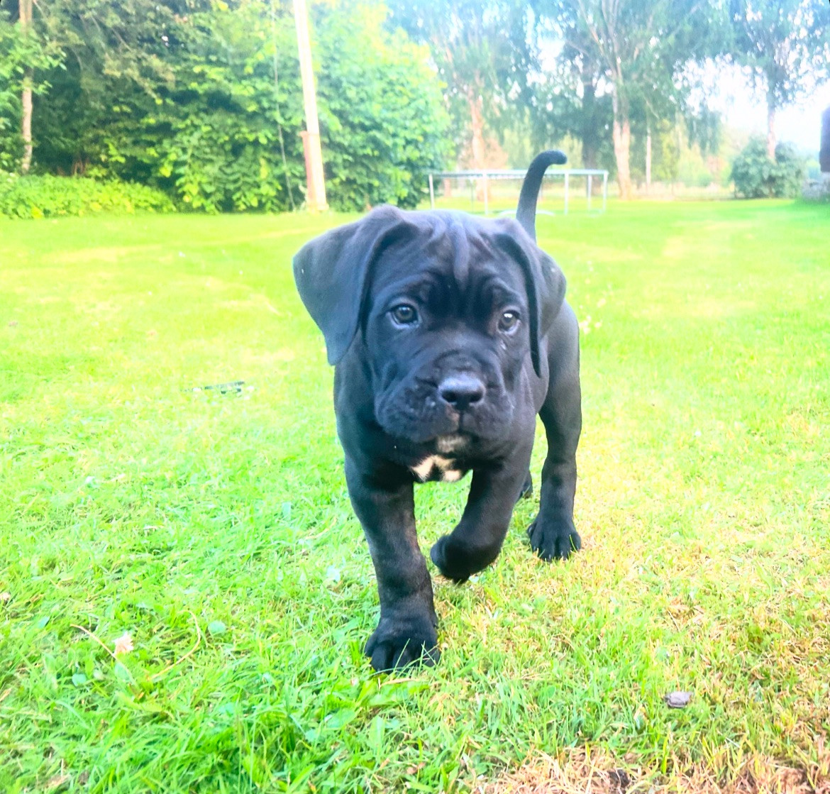 Dvärgpinscher