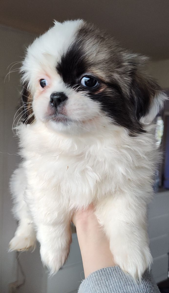 Tibetansk spaniel