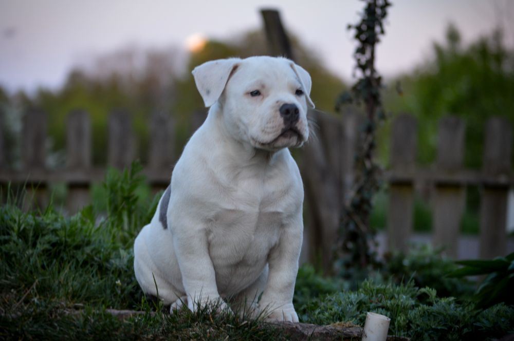 American Bully