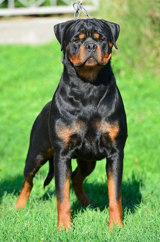 Balkan Iko’s Rottiss