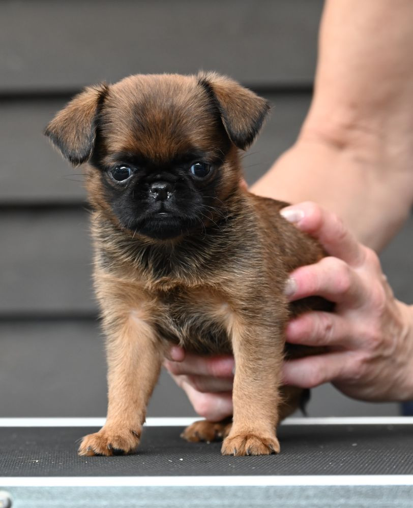 Griffweiler's kennel
