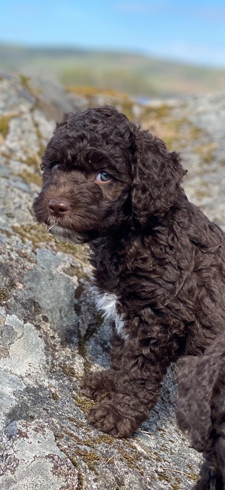 Spanish Water Dog (Perro de Agua Espanol)