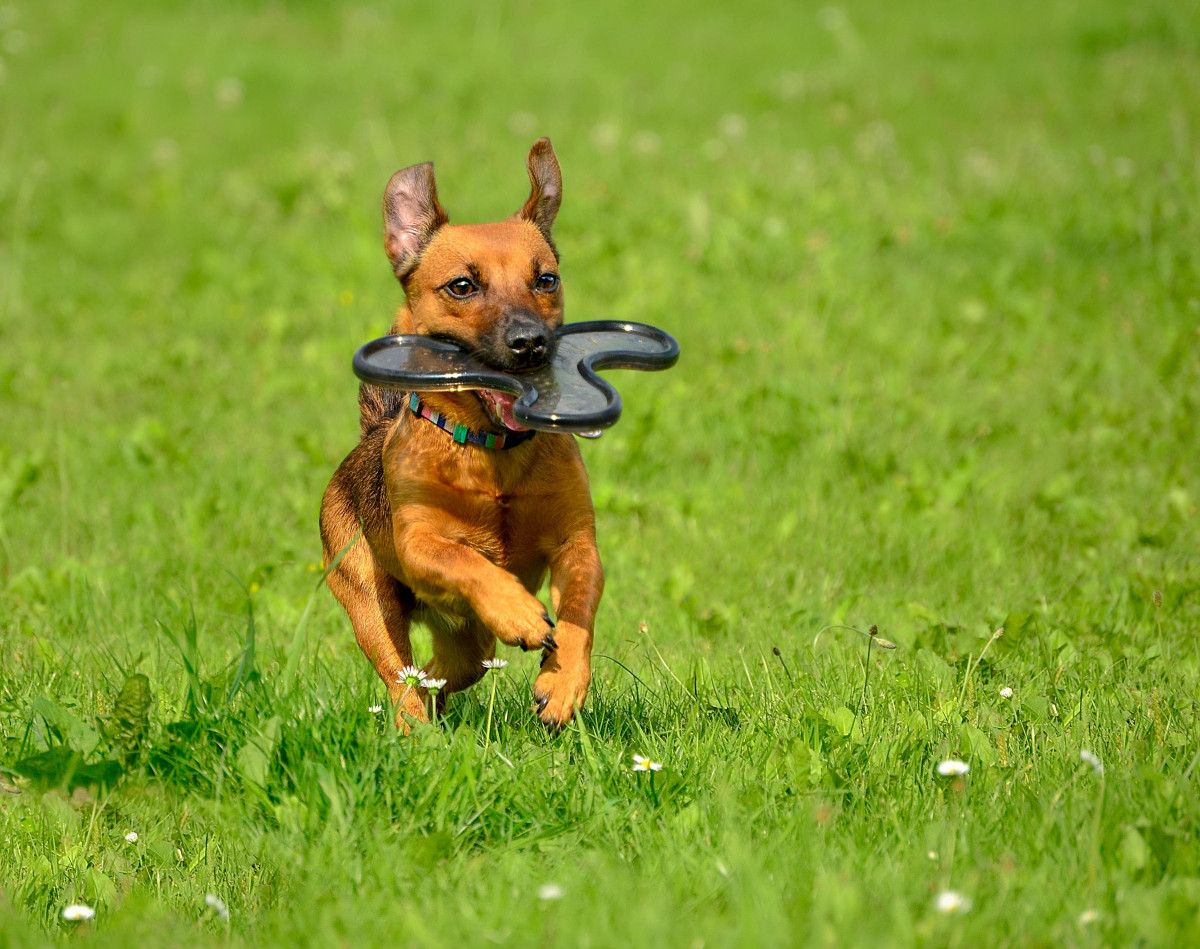 10 Common Mistakes New Dog Owners Make – and How to Avoid Them