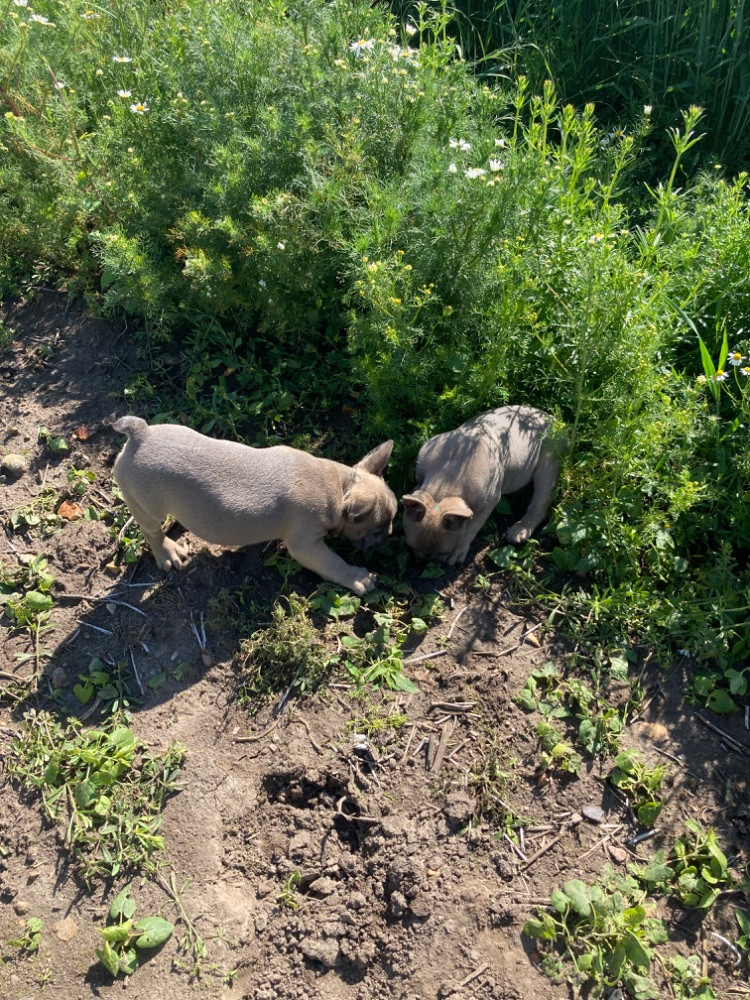 Fransk bulldog