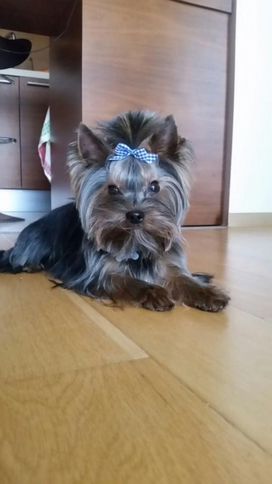 Yorkshire terrier