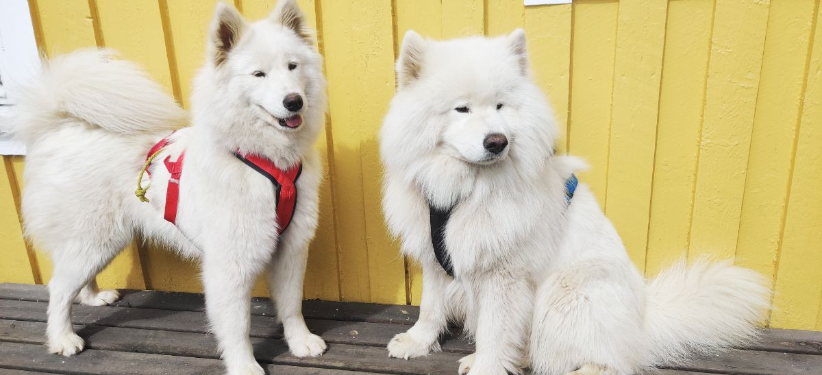 Snowvalley Canines