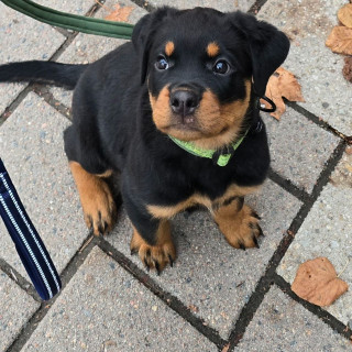 Mashinada Lena Samara jinsiy aloqa