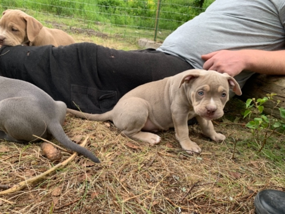 Pawline Bully