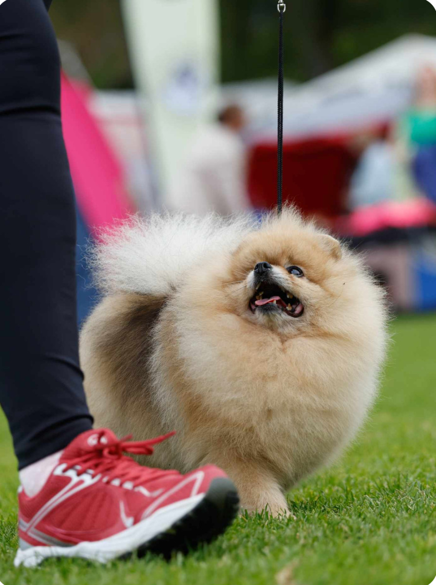 Black Orange's Pomeranian