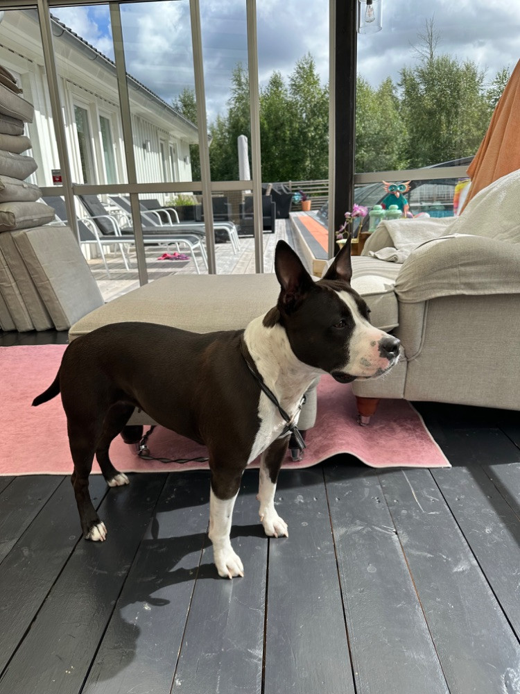 American Staffordshire Terrier