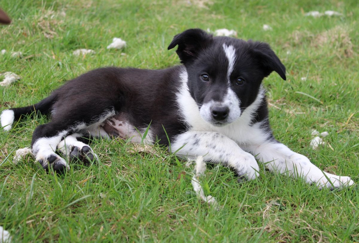 Border collie