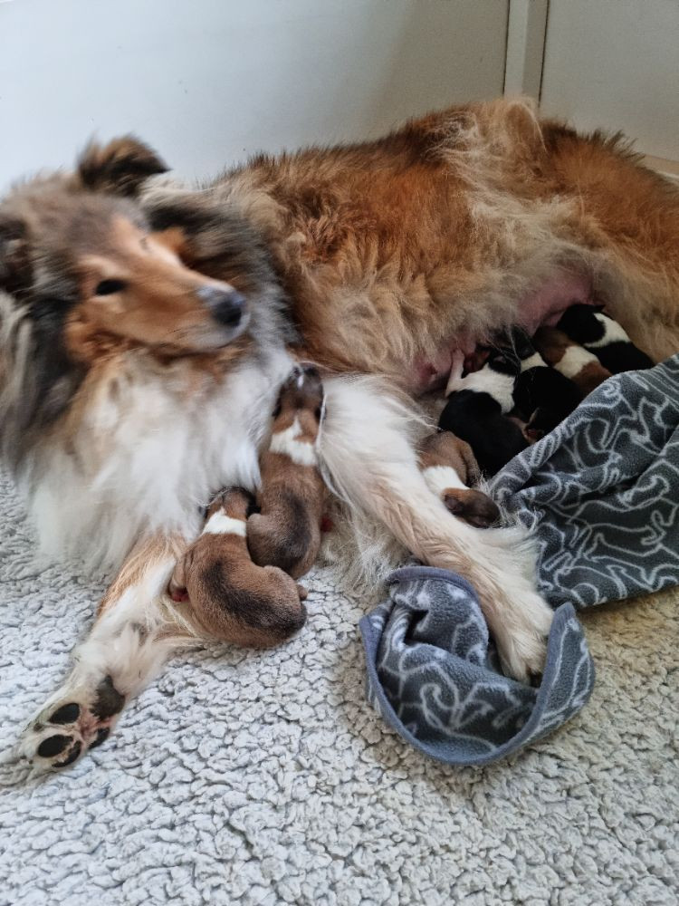Collie