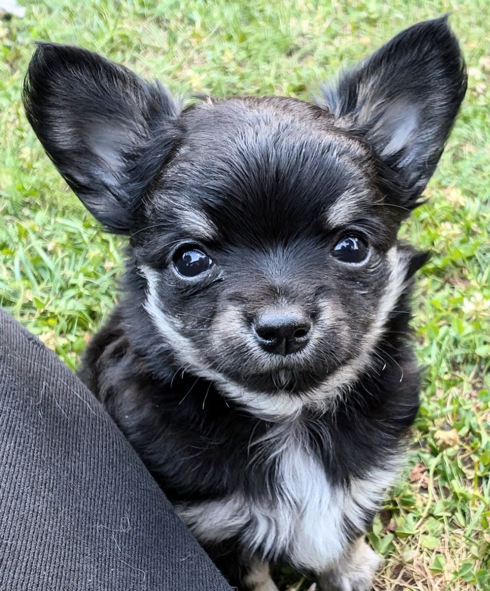 Chihuahua