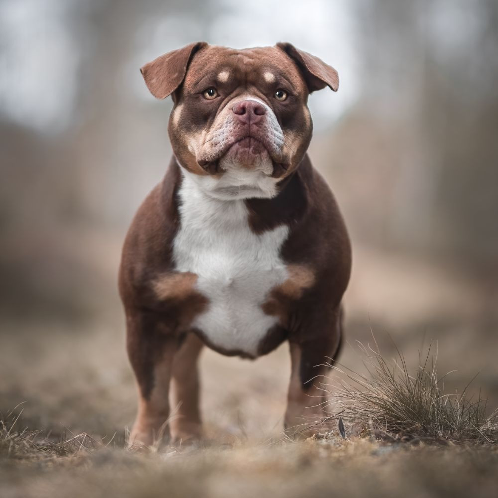 American Bully