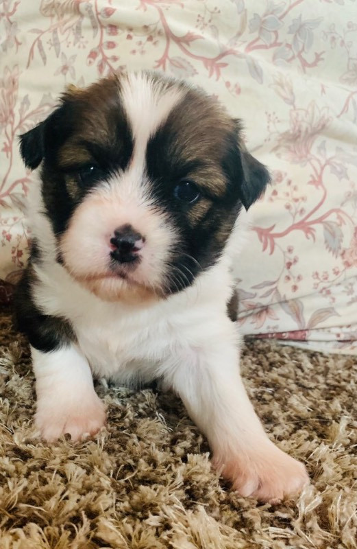 shih tzu husky mix