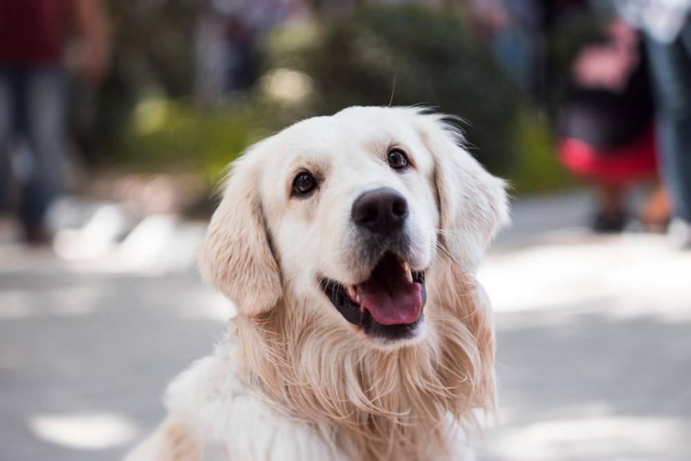 Teach Your Dog to Come When Called
