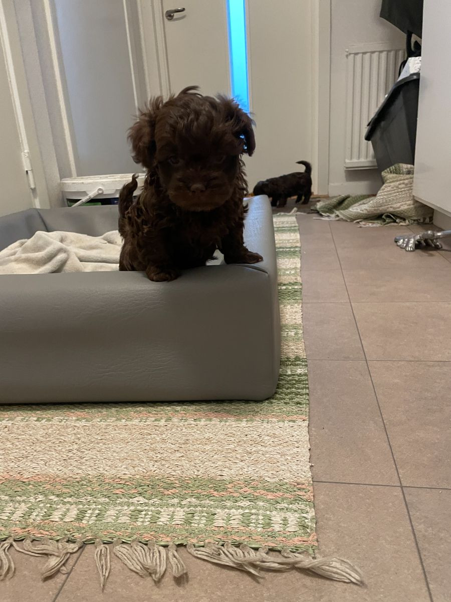 Russian Tsvetnaya Bolonka