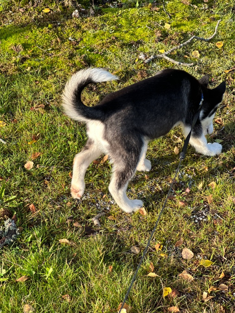 Siberian Husky