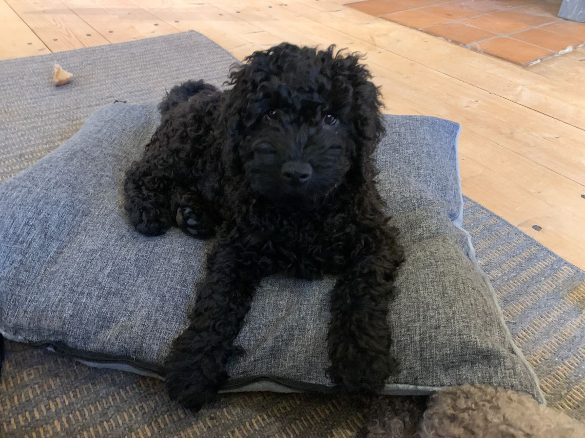 Spanish Water Dog (Perro de Agua Espanol)