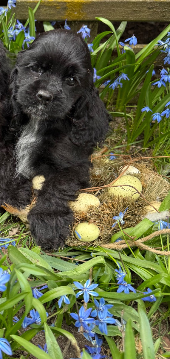 American Cocker Spaniel